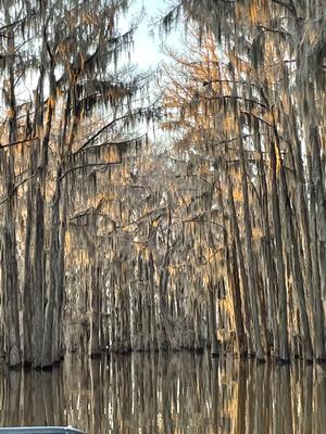 Big Cypress Grill